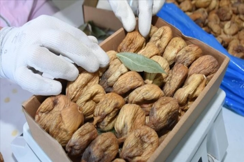 Türkiye'nin kuru incir ihracatı 158 milyon dolara ulaştı Türkiye'nin kuru incir ihracatı 158 milyon dolara ulaştı