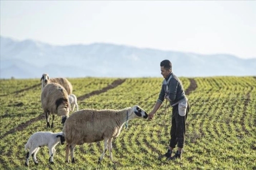 Küpesiz yakalanan hayvanlar artık kesime gönderilmek yerine ekonomiye kazandırılacak Küpesiz yakalanan hayvanlar artık kesime gönderilmek yerine ekonomiye kazandırılacak
