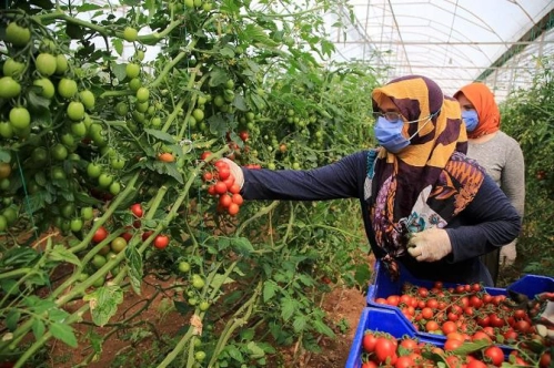 Antalya'da sera üreticileri zorlu mesailerini ramazanda da sürdürüyor Antalya'da sera üreticileri zorlu mesailerini ramazanda da sürdürüyor