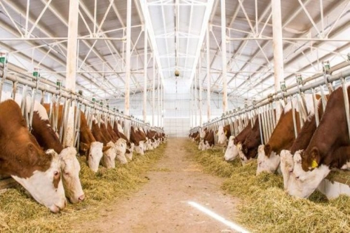 Hayvancılık işletmelerine 11 Şubat 2024'e kadar iyi tarım uygulamalarına uyum sağlama zorunluluğu getirildi Hayvancılık işletmelerine 11 Şubat 2024'e kadar iyi tarım uygulamalarına uyum sağlama zorunluluğu getirildi