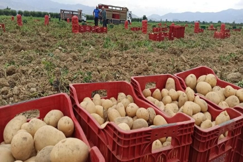 Mayısta fiyatı en fazla artan ürün patates, en çok düşen ise sivri biber oldu Mayısta fiyatı en fazla artan ürün patates, en çok düşen ise sivri biber oldu