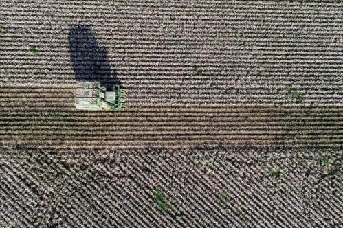 Dijital takiple pamukta giderler azaldı, verim arttı Dijital takiple pamukta giderler azaldı, verim arttı