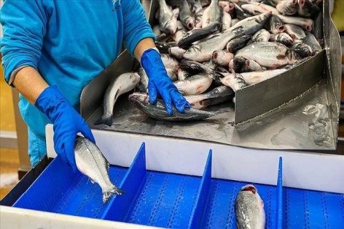 Türkiye'nin su ürünleri üretimi, 2020'de yüzde 6,1 azaldı Türkiye'nin su ürünleri üretimi, 2020'de yüzde 6,1 azaldı