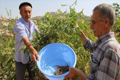 Türkiye'de sumak üretimi 8 yılda 5 kattan fazla arttı Türkiye'de sumak üretimi 8 yılda 5 kattan fazla arttı