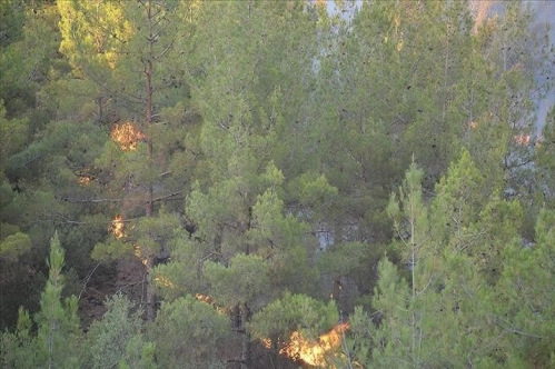 Orman yangınlarının süs bitkileri ihracatına olumsuz etkisinin 5-6 milyon doları bulması bekleniyor Orman yangınlarının süs bitkileri ihracatına olumsuz etkisinin 5-6 milyon doları bulması bekleniyor