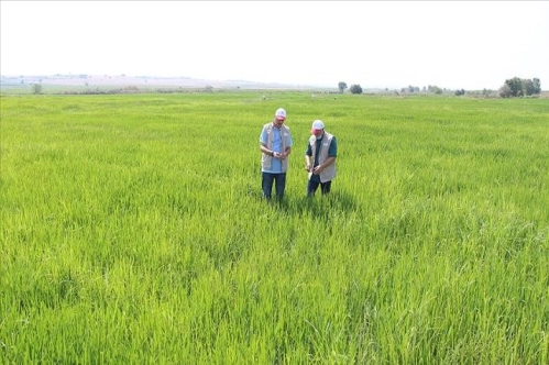 Türkiye'nin çeltik ambarı Edirne'de sıcak hava gelişim dönemindeki çeltiği etkilemedi Türkiye'nin çeltik ambarı Edirne'de sıcak hava gelişim dönemindeki çeltiği etkilemedi
