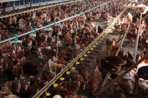 Tavuk eti üretimi yıllık bazda yüzde 16,1 arttı Tavuk eti üretimi yıllık bazda yüzde 16,1 arttı