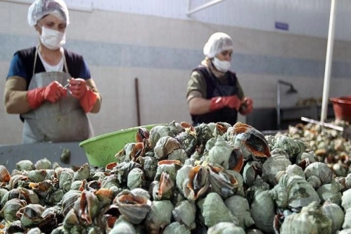 Türkiye, deniz salyangozundan 10,4 milyon dolar kazandı Türkiye, deniz salyangozundan 10,4 milyon dolar kazandı