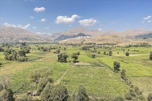 Türkiye'de üretilen tütünde 120 bin ton rekolte bekleniyor Türkiye'de üretilen tütünde 120 bin ton rekolte bekleniyor
