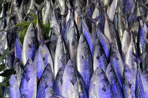 Palamutta 10 kata varan bolluk yaşanıyor, hamsi ve lüferde de bereket bekleniyor Palamutta 10 kata varan bolluk yaşanıyor, hamsi ve lüferde de bereket bekleniyor