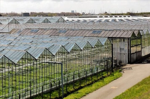 Enerji krizi Hollanda'daki seraları vurdu Enerji krizi Hollanda'daki seraları vurdu