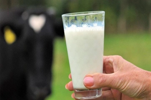 Toplanan inek sütü miktarı ağustosta yıllık bazda yüzde 2,9 azaldı Toplanan inek sütü miktarı ağustosta yıllık bazda yüzde 2,9 azaldı