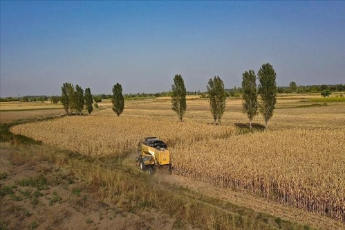 Çiftçilere bu yıl için ödenecek tarımsal destekler belirlendi Çiftçilere bu yıl için ödenecek tarımsal destekler belirlendi