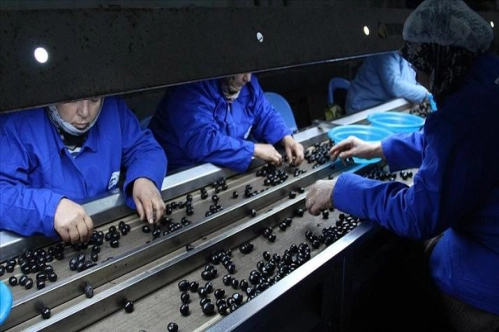 Sofralık zeytin ihracatı 110 bin tonla rekor kırdı Sofralık zeytin ihracatı 110 bin tonla rekor kırdı