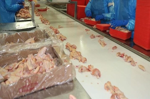 Türkiye tavuk eti üretiminde geçen yıl 2.2 milyon tonla rekor kırdı Türkiye tavuk eti üretiminde geçen yıl 2.2 milyon tonla rekor kırdı