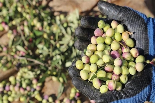 Zeytin ve zeytinyağında 5 yılda 1 milyar dolar ihracat hedefi Zeytin ve zeytinyağında 5 yılda 1 milyar dolar ihracat hedefi