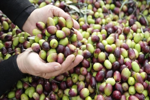 Zeytinlik alanların madencilik faaliyetleri için kullanılmasına şartlı izin verilecek Zeytinlik alanların madencilik faaliyetleri için kullanılmasına şartlı izin verilecek
