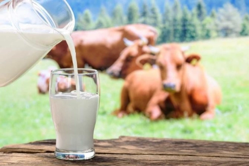 Toplanan inek sütü miktarı ocakta yıllık yüzde 5,7 azalarak 836 bin 959 ton oldu Toplanan inek sütü miktarı ocakta yıllık yüzde 5,7 azalarak 836 bin 959 ton oldu