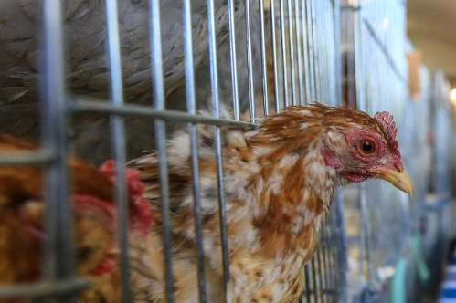 Tavuk eti üretimi ocakta yıllık bazda yüzde 15,1 arttı Tavuk eti üretimi ocakta yıllık bazda yüzde 15,1 arttı