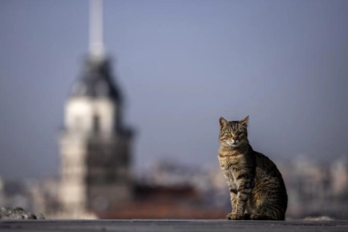 Avrupa kedi başkenti: İstanbul Avrupa kedi başkenti: İstanbul