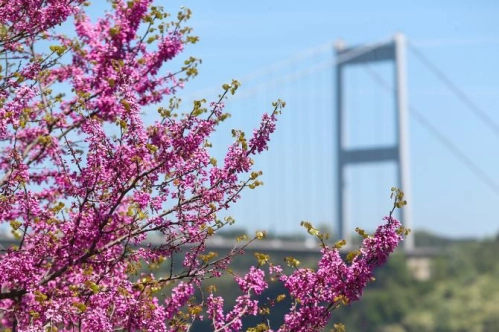 Bu çiçekler İstanbul’a sevdalı Bu çiçekler İstanbul’a sevdalı