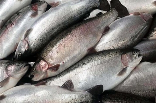 Doğu Karadeniz'den ilk çeyrekte 5 milyon dolarlık Türk somonu ihraç edildi Doğu Karadeniz'den ilk çeyrekte 5 milyon dolarlık Türk somonu ihraç edildi
