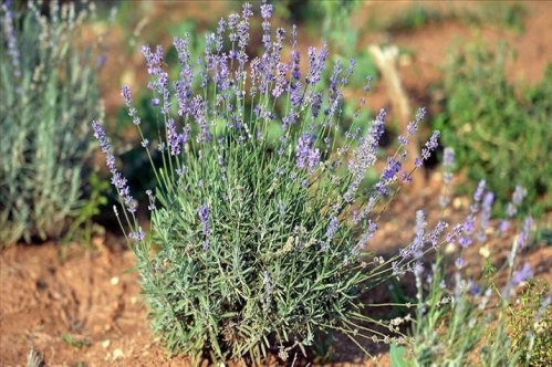Türkiye'de tıbbi, aromatik bitki üretimi ve ihracatı artıyor Türkiye'de tıbbi, aromatik bitki üretimi ve ihracatı artıyor