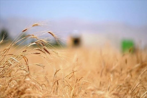 Toprak Mahsulleri Ofisi un regülasyonuna devam edecek Toprak Mahsulleri Ofisi un regülasyonuna devam edecek