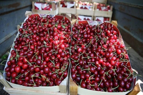 Geyve kirazında bu sezon 10 bin ton rekolte bekleniyor Geyve kirazında bu sezon 10 bin ton rekolte bekleniyor