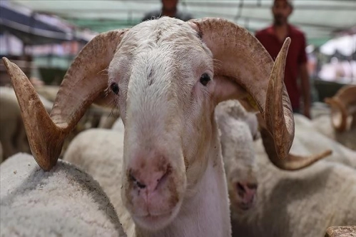 Türkiye Kasaplar Federasyonu Başkanı Yardımcı'dan kurbanlık açıklaması Türkiye Kasaplar Federasyonu Başkanı Yardımcı'dan kurbanlık açıklaması