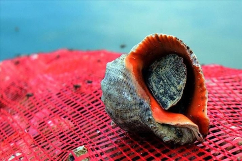 Deniz salyangozu ihracatı 1,1 milyon dolar kazandırdı Deniz salyangozu ihracatı 1,1 milyon dolar kazandırdı