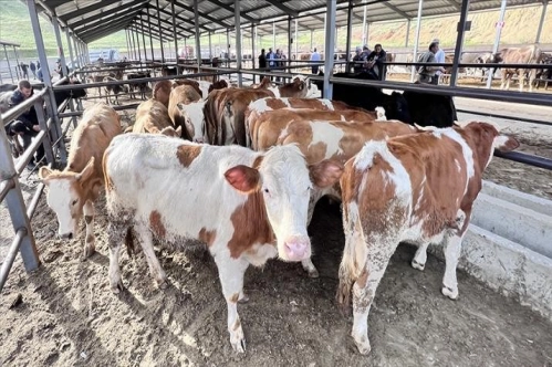Kurban kesimi ve hareketliliklerinde uyulması gereken kurallar belirlendi Kurban kesimi ve hareketliliklerinde uyulması gereken kurallar belirlendi