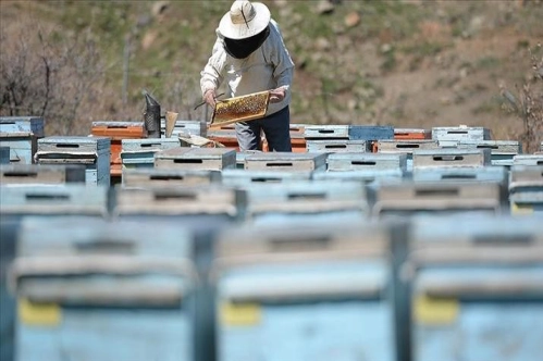 Türk balı ihracatı 18,8 milyon dolar kazandırdı Türk balı ihracatı 18,8 milyon dolar kazandırdı