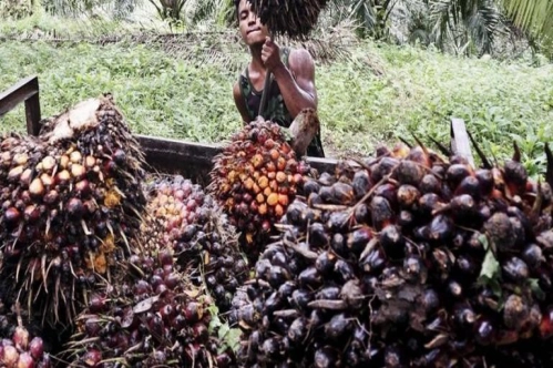 Endonezya palm yağı ihracatını hızlandırma planı başlattı Endonezya palm yağı ihracatını hızlandırma planı başlattı