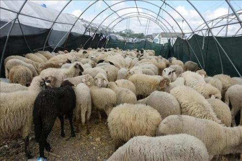 Küçükbaş hayvan ıslahı çalışmalarının yürütülmesine yönelik protokol imzalandı Küçükbaş hayvan ıslahı çalışmalarının yürütülmesine yönelik protokol imzalandı