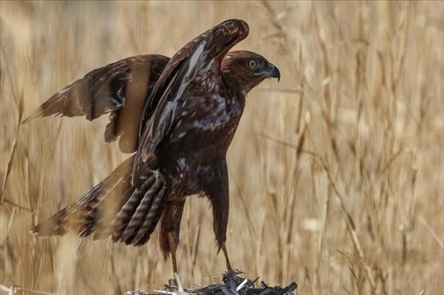 Türkiye'deki yaban hayvanı tür sayısı 785'e yükseldi Türkiye'deki yaban hayvanı tür sayısı 785'e yükseldi