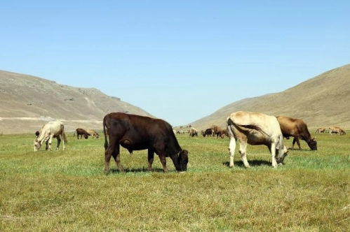 Toplanan inek sütü miktarı haziranda yıllık bazda yüzde 3,3 azaldı Toplanan inek sütü miktarı haziranda yıllık bazda yüzde 3,3 azaldı