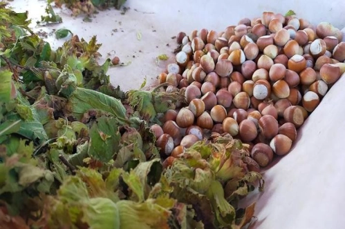 Fındıkta ihracat hedefi 335 bin ton Fındıkta ihracat hedefi 335 bin ton
