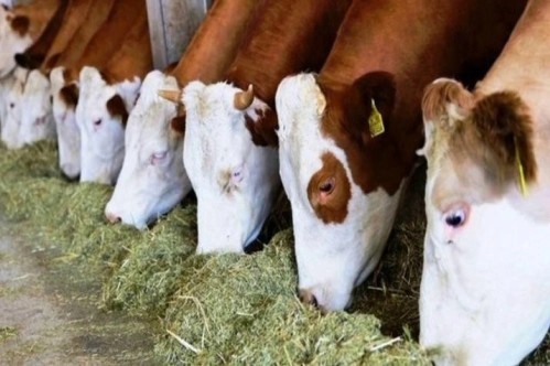 Gıda Komitesi’nde yem fiyatlarındaki gelişmelere karşı alınabilecek tedbirler için yol haritası oluşturuldu Gıda Komitesi’nde yem fiyatlarındaki gelişmelere karşı alınabilecek tedbirler için yol haritası oluşturuldu
