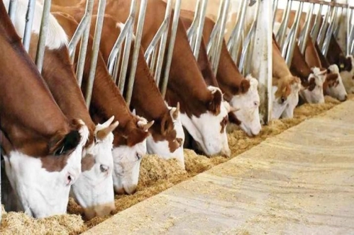 Büyükbaş desteğinde süre güncellendi Büyükbaş desteğinde süre güncellendi