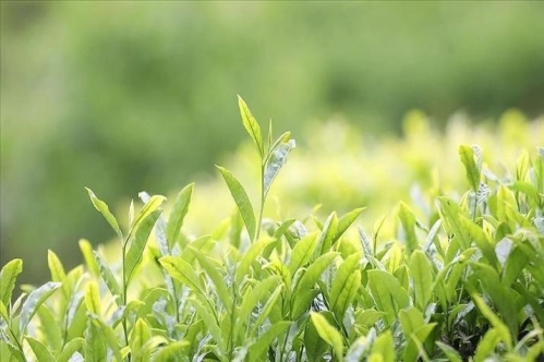 Çay ihracatından 7 ayda 13,2 milyon dolarlık gelir sağlandı Çay ihracatından 7 ayda 13,2 milyon dolarlık gelir sağlandı