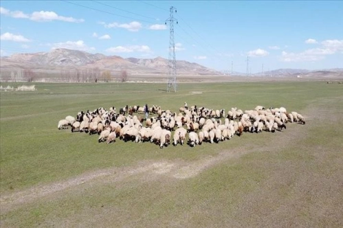 Sözleşmeli besicilikte destekleme ödemeleri belli oldu Sözleşmeli besicilikte destekleme ödemeleri belli oldu
