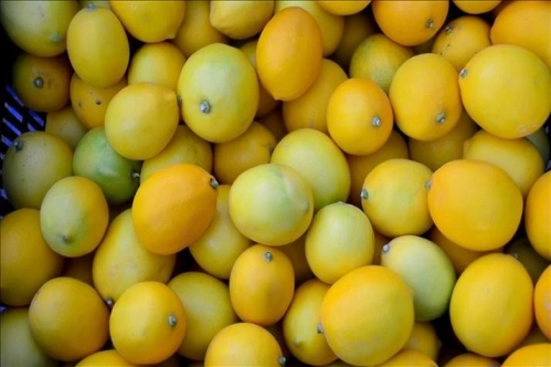 Sezonun ilk limonları 15 Eylül'de ihracat yolcusu Sezonun ilk limonları 15 Eylül'de ihracat yolcusu