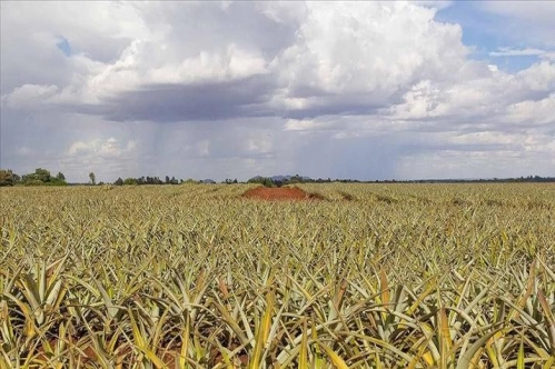 Afrika'da tarımda daha fazla verim için yılda 257 milyar dolara ihtiyaç var Afrika'da tarımda daha fazla verim için yılda 257 milyar dolara ihtiyaç var