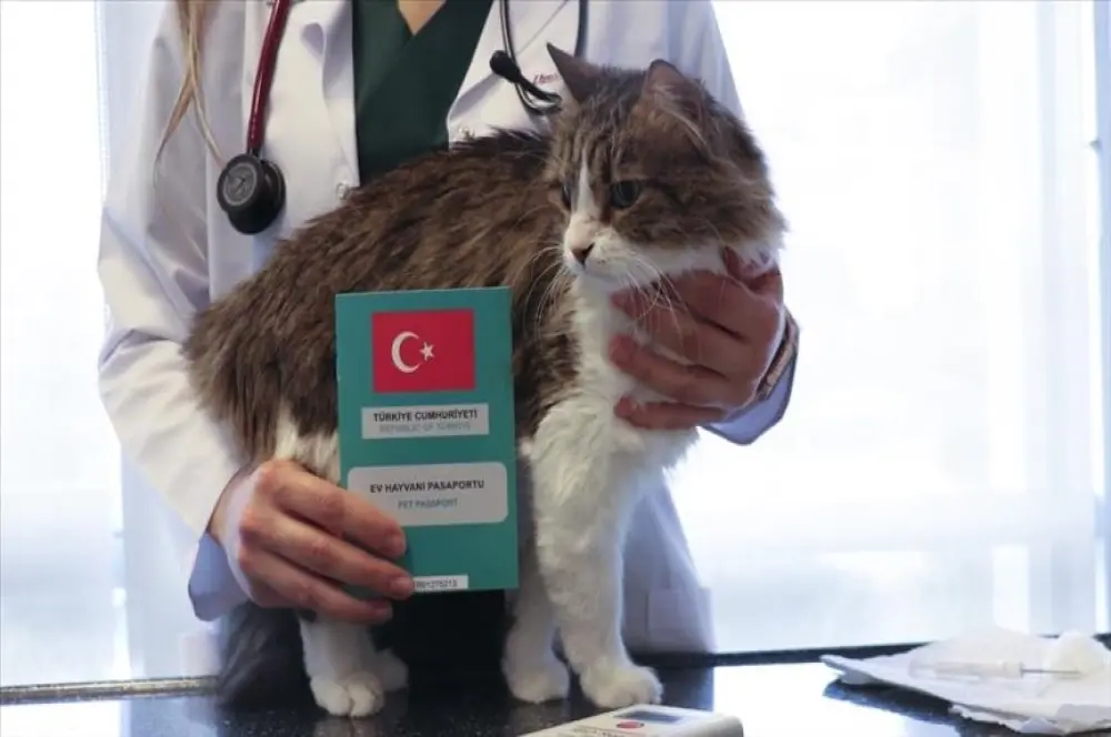 Ev hayvanlarının dijital kimliklendirilmesinde yarın son gün Ev hayvanlarının dijital kimliklendirilmesinde yarın son gün