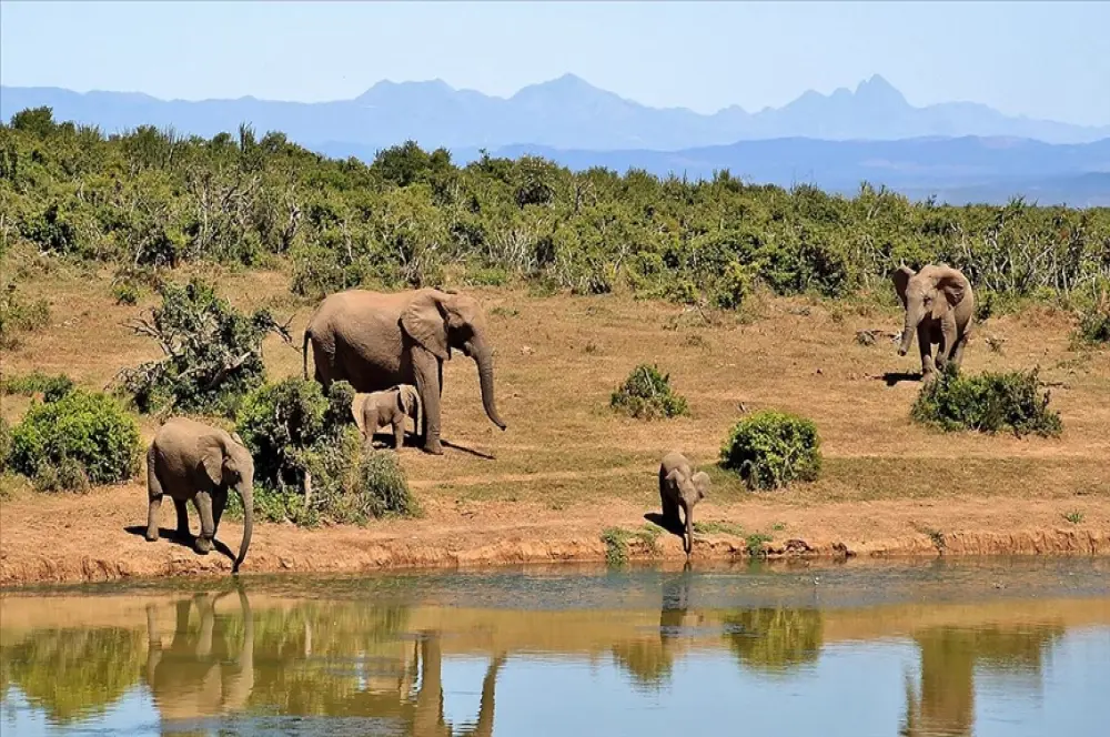 Güney Afrika bölgesinde artan fil nüfusu, yerel ekosistemi tehdit ediyor Güney Afrika bölgesinde artan fil nüfusu, yerel ekosistemi tehdit ediyor