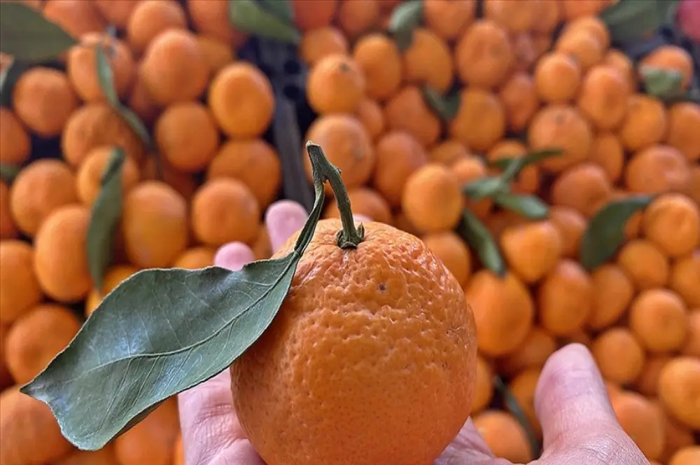 Turunçgil ihracatında 5 yıldır şampiyon mandalina Turunçgil ihracatında 5 yıldır şampiyon mandalina