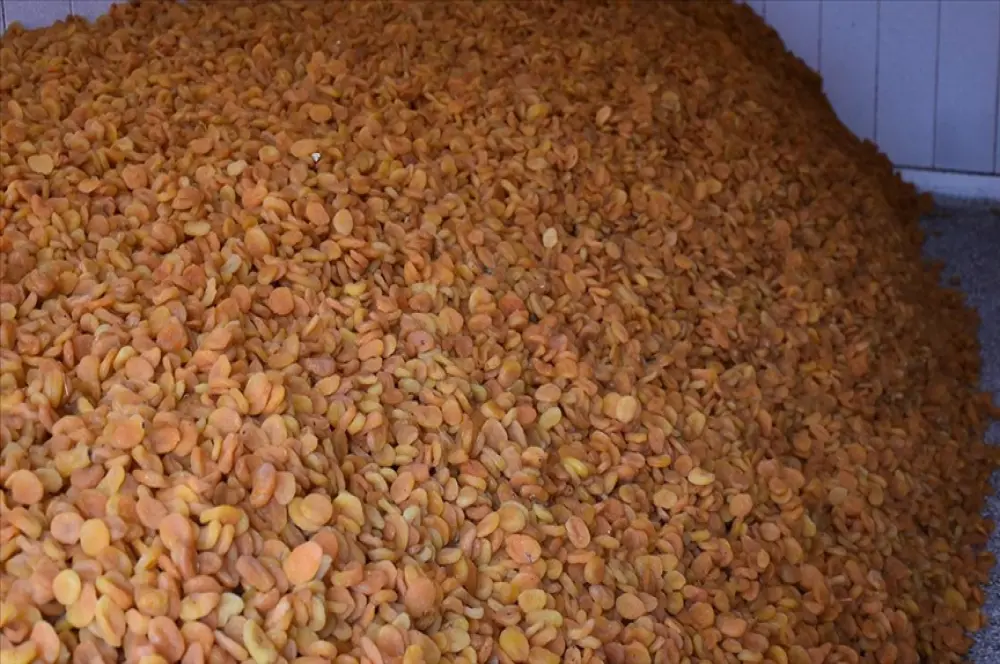 Malatya ekonomisinin can damarı kayısı pazarında hareket başladı Malatya ekonomisinin can damarı kayısı pazarında hareket başladı