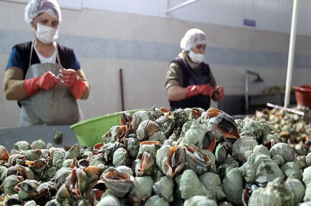 Türkiye'nin deniz salyangozu ihracatı 3.2 milyon doları aştı Türkiye'nin deniz salyangozu ihracatı 3.2 milyon doları aştı