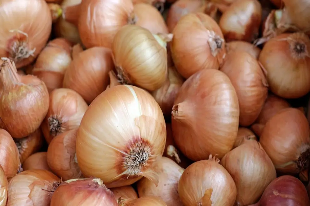 Martta en çok soğanın fiyatı arttı Martta en çok soğanın fiyatı arttı